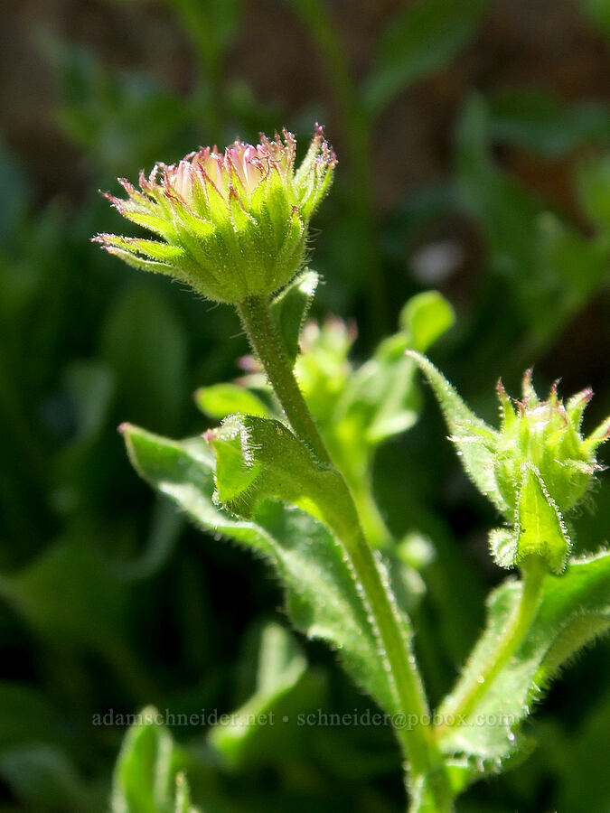 Leiberg's fleabane (Erigeron leibergii) [Pacific Crest Trail, Okanogan-Wenatchee National Forest, Okanogan County, Washington]