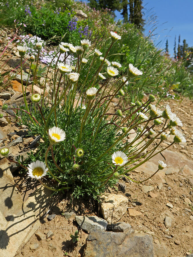 cut-leaf fleabane (Erigeron compositus) [Pacific Crest Trail, Okanogan-Wenatchee National Forest, Okanogan County, Washington]