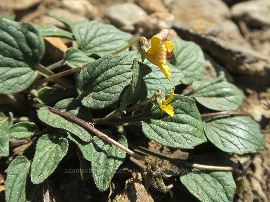 goose-foot violet, fading (Viola purpurea) [Pacific Crest Trail, Okanogan-Wenatchee National Forest, Okanogan County, Washington]