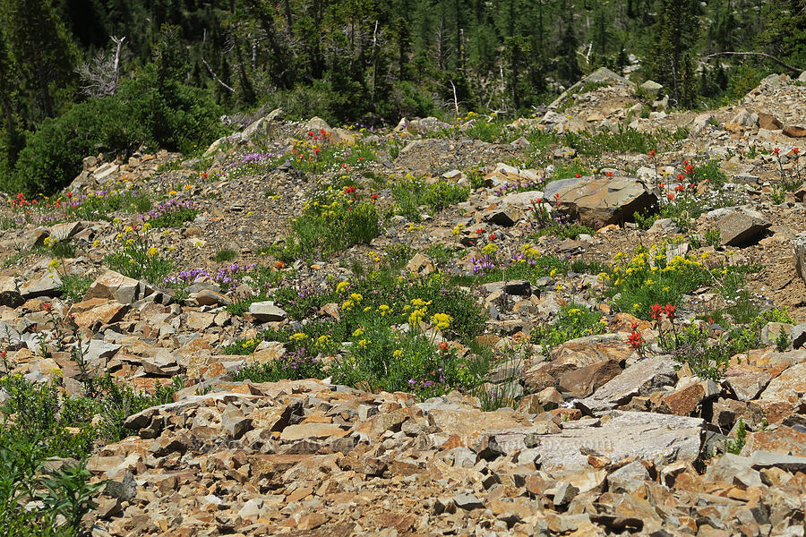 wildflowers [Pacific Crest Trail, Okanogan-Wenatchee National Forest, Okanogan County, Washington]