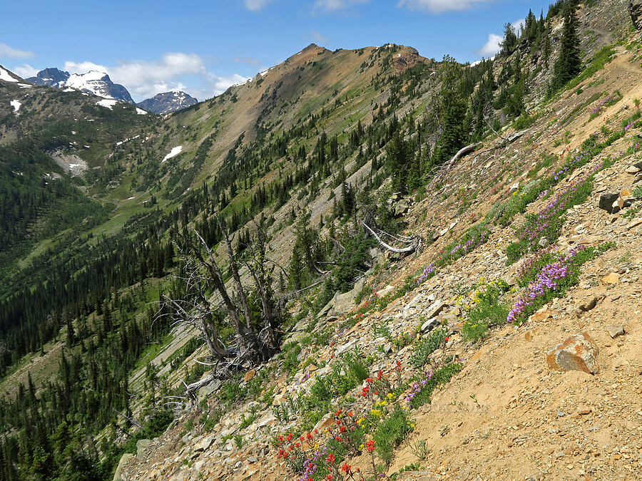 wildflowers & Tatie Peak (Penstemon davidsonii, Castilleja elmeri, Lomatium brandegeei (Cynomarathrum brandegeei), Arctostaphylos sp.) [Pacific Crest Trail, Okanogan-Wenatchee National Forest, Okanogan County, Washington]