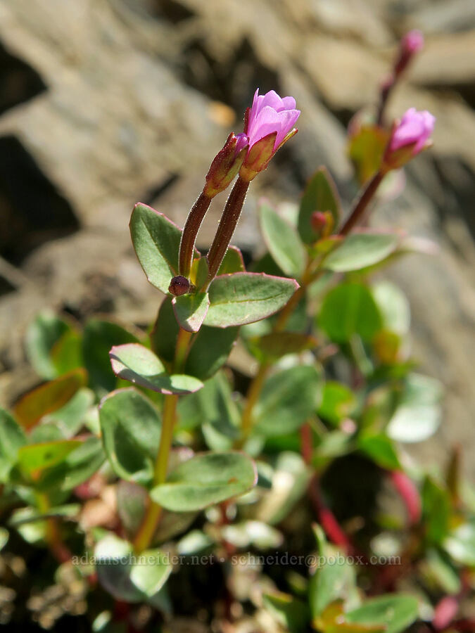 glaucous willow-herb (Epilobium glaberrimum) [Pacific Crest Trail, Okanogan-Wenatchee National Forest, Okanogan County, Washington]