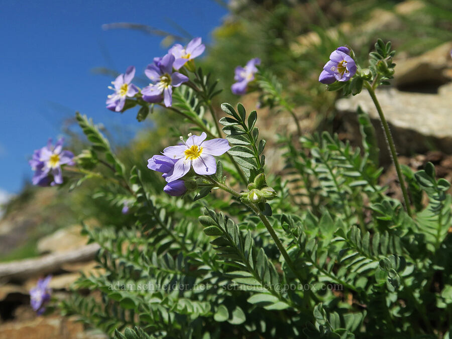 showy Jacob's-ladder (Polemonium pulcherrimum ssp. pulcherrimum) [Pacific Crest Trail, Okanogan-Wenatchee National Forest, Whatcom County, Washington]