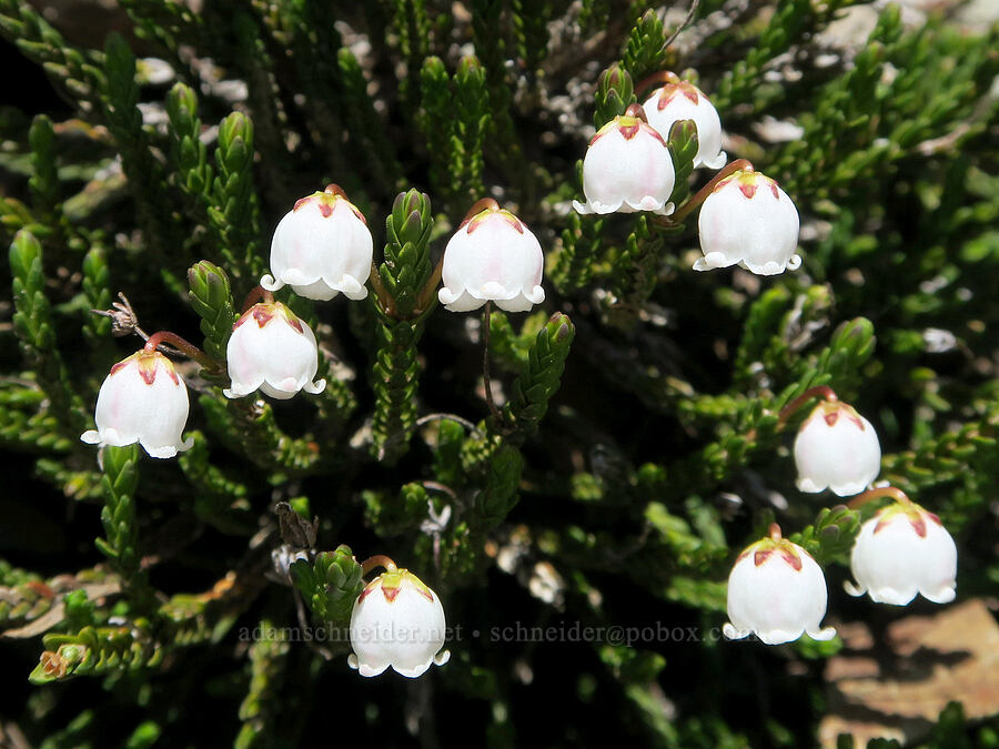 white mountain heather (Cassiope mertensiana) [Pacific Crest Trail, Okanogan-Wenatchee National Forest, Whatcom County, Washington]