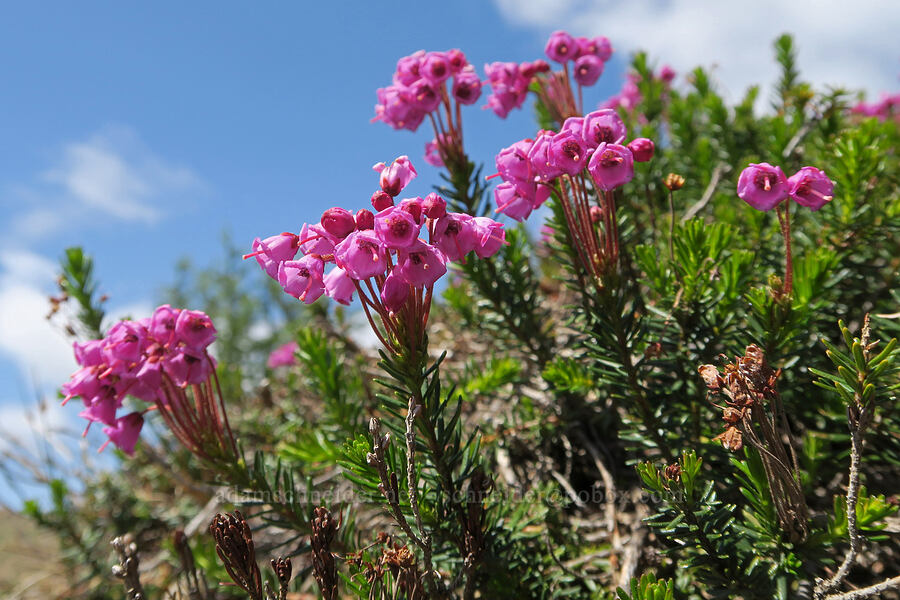 pink mountain heather (Phyllodoce empetriformis) [Pacific Crest Trail, Okanogan-Wenatchee National Forest, Whatcom County, Washington]