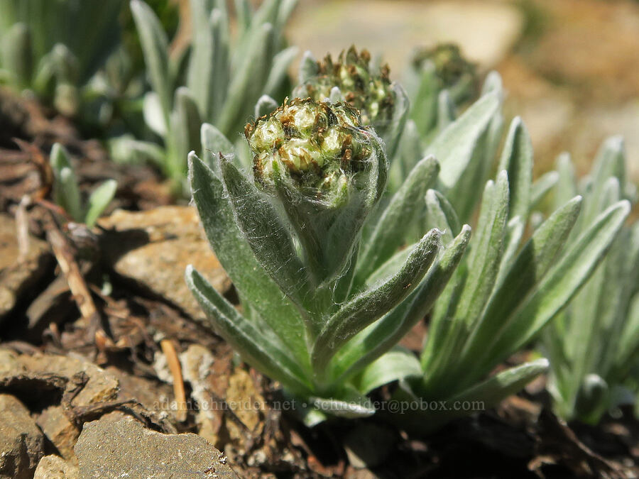 woolly pussy-toes, budding (Antennaria lanata) [Pacific Crest Trail, Okanogan-Wenatchee National Forest, Whatcom County, Washington]