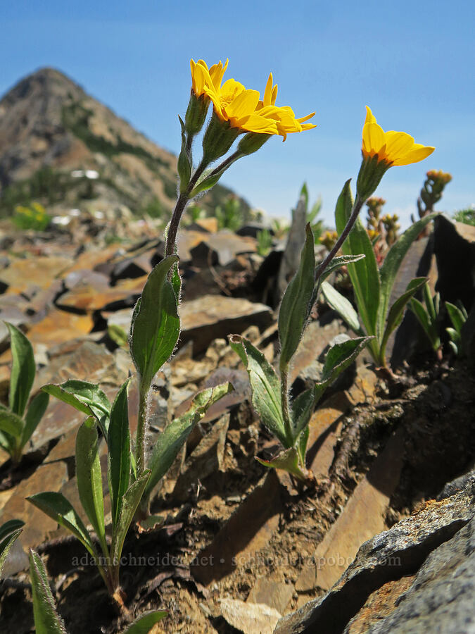 Rydberg's arnica (Arnica rydbergii) [Pacific Crest Trail, Okanogan-Wenatchee National Forest, Whatcom County, Washington]