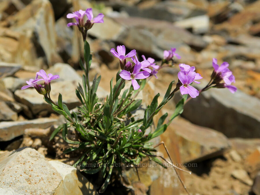 Lyall's rock-cress (Boechera lyallii (Arabis lyallii)) [Pacific Crest Trail, Okanogan-Wenatchee National Forest, Whatcom County, Washington]