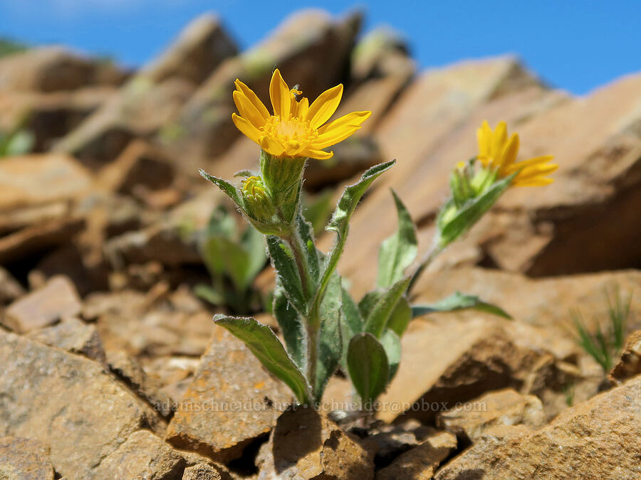 Rydberg's arnica (Arnica rydbergii) [Tatie Peak, Okanogan-Wenatchee National Forest, Whatcom County, Washington]