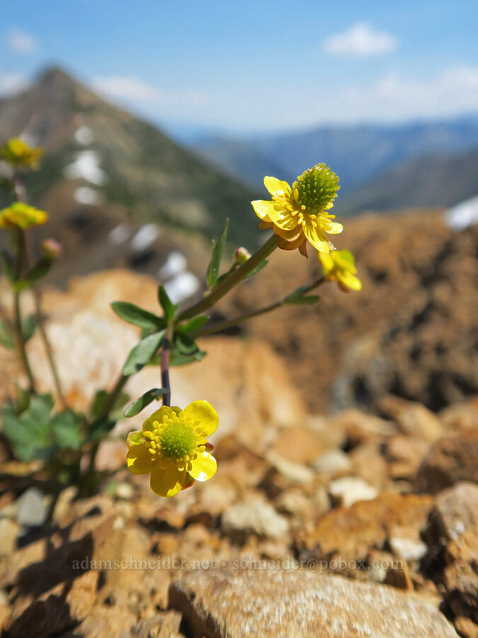 arctic buttercup (Ranunculus grayi (Ranunculus gelidus ssp. grayi)) [Tatie Peak, Okanogan-Wenatchee National Forest, Whatcom County, Washington]