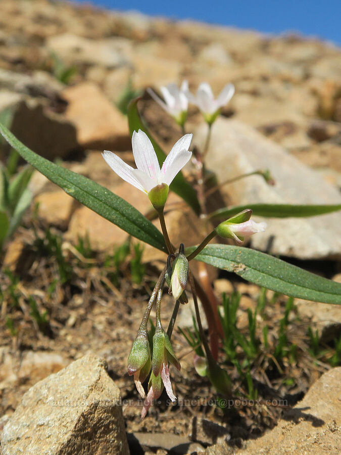 lance-leaf spring-beauty (Claytonia lanceolata) [Tatie Peak, Okanogan-Wenatchee National Forest, Whatcom County, Washington]