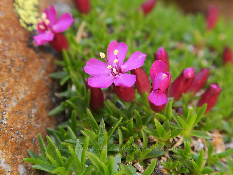 moss campion (Silene acaulis) [Tatie Peak, Okanogan-Wenatchee National Forest, Whatcom County, Washington]