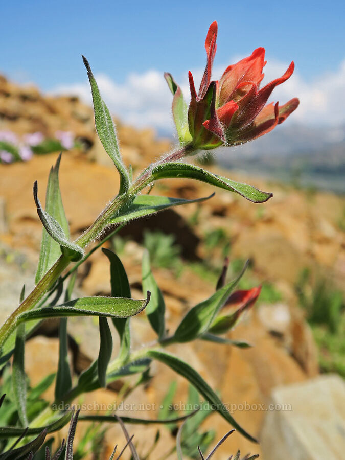 Wenatchee/Elmer's paintbrush (Castilleja elmeri) [Tatie Peak, Okanogan-Wenatchee National Forest, Whatcom County, Washington]