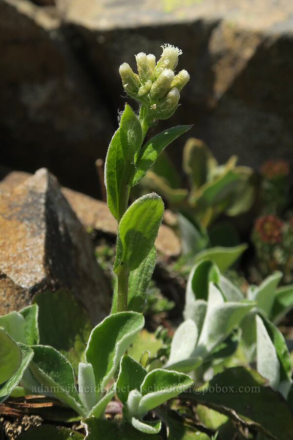 racemose pussy-toes (Antennaria racemosa) [Tatie Peak, Okanogan-Wenatchee National Forest, Whatcom County, Washington]