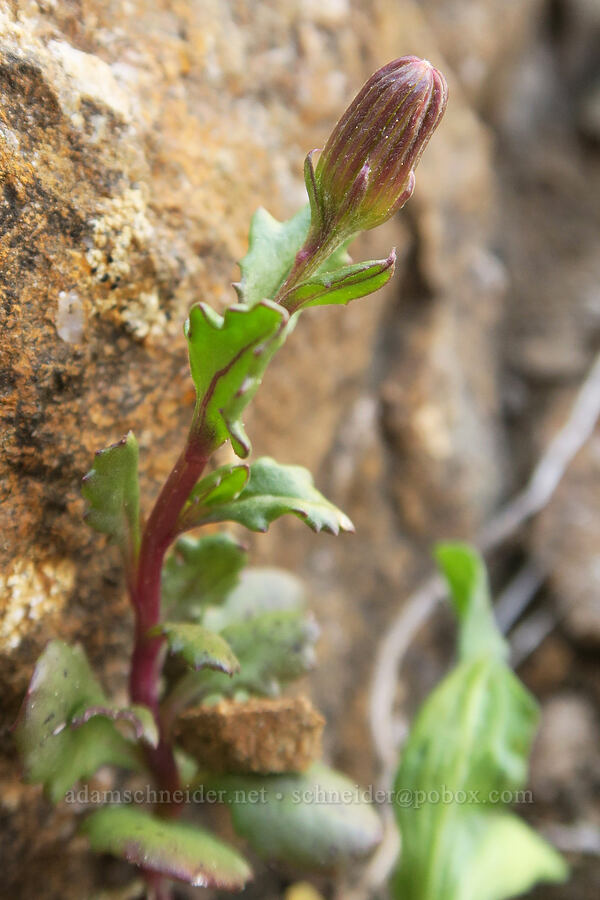 dwarf mountain groundsel, budding (Senecio fremontii var. fremontii) [Tatie Peak, Okanogan-Wenatchee National Forest, Whatcom County, Washington]