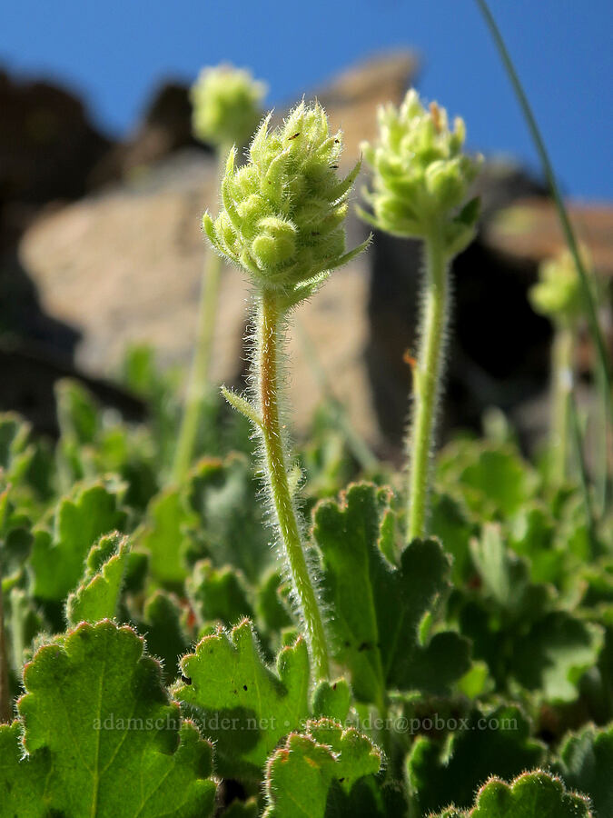 round-leaf alumroot, budding (Heuchera cylindrica) [Tatie Peak, Okanogan-Wenatchee National Forest, Whatcom County, Washington]