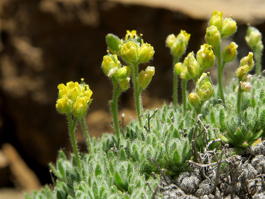 Olympic draba (Draba novolympica) [Tatie Peak, Okanogan-Wenatchee National Forest, Whatcom County, Washington]