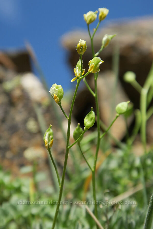mostly-glabrous draba (Draba sp.) [Tatie Peak, Okanogan-Wenatchee National Forest, Whatcom County, Washington]