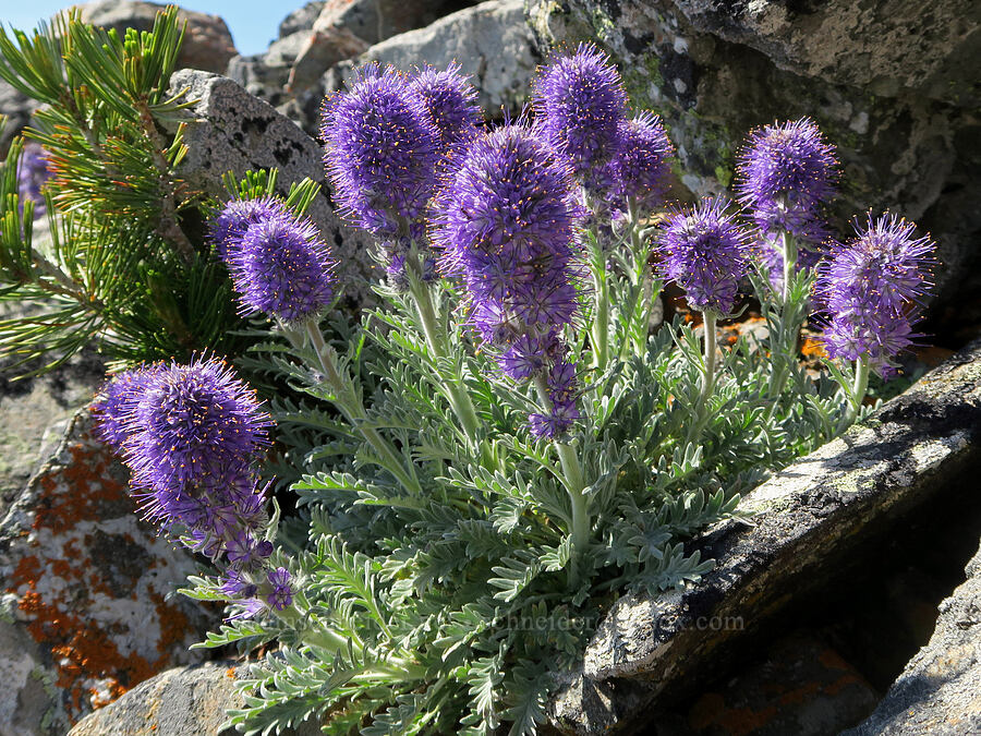 silky phacelia (Phacelia sericea) [Tatie Peak, Okanogan-Wenatchee National Forest, Whatcom County, Washington]