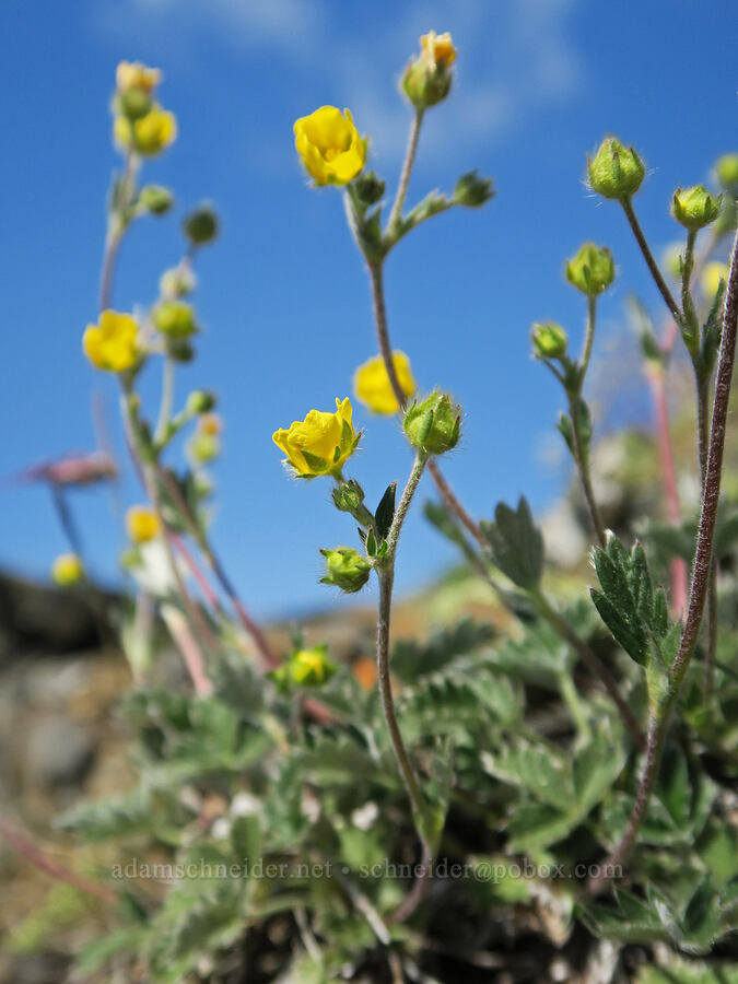 snow cinquefoil (Potentilla nivea) [Tatie Peak, Okanogan-Wenatchee National Forest, Whatcom County, Washington]