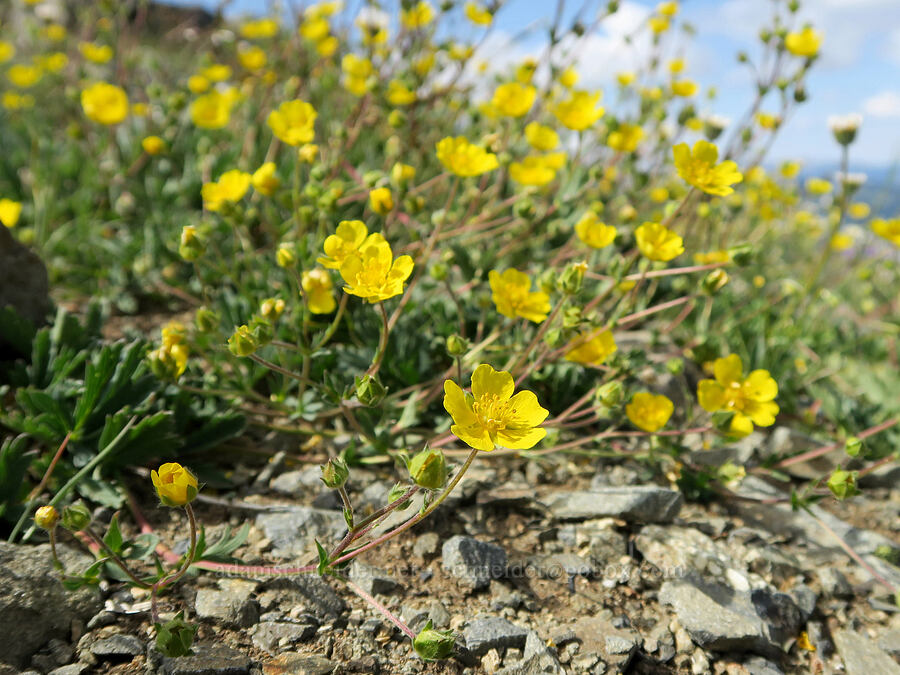 blue-leaf cinquefoil (Potentilla glaucophylla (Potentilla diversifolia var. glaucophylla)) [Tatie Peak, Okanogan-Wenatchee National Forest, Whatcom County, Washington]