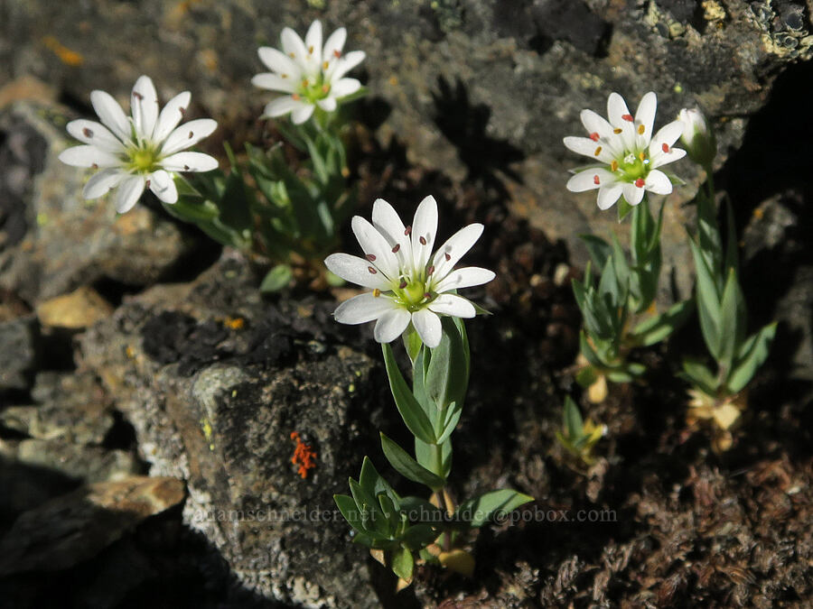 long-stalk starwort (Stellaria longipes) [Tatie Peak, Okanogan-Wenatchee National Forest, Whatcom County, Washington]