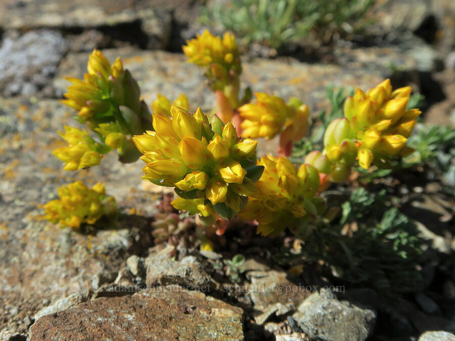 lance-leaf stonecrop (Sedum lanceolatum) [Tatie Peak, Okanogan-Wenatchee National Forest, Whatcom County, Washington]