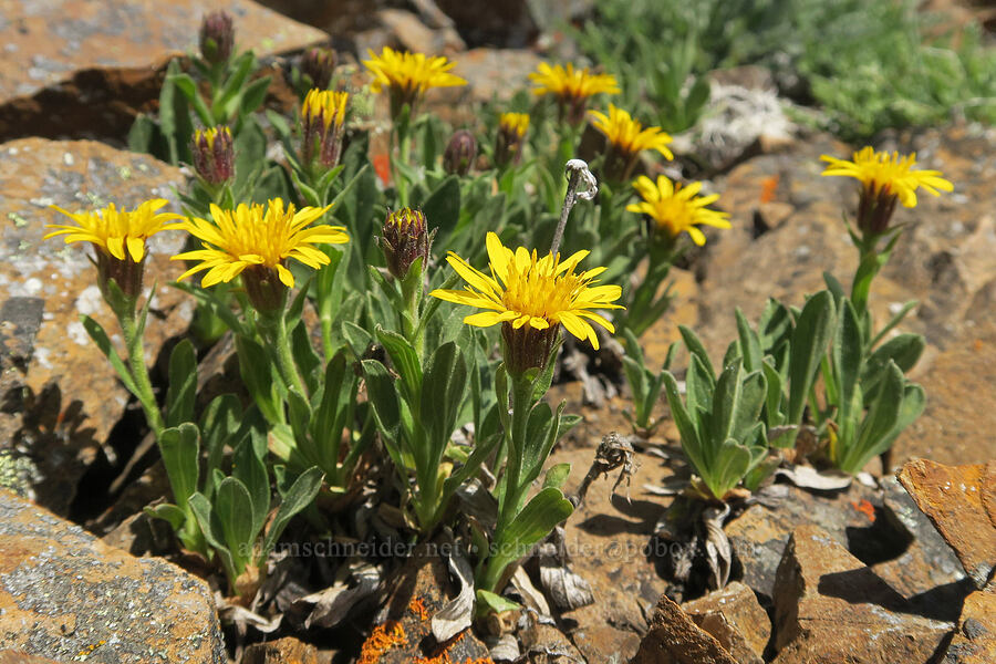 Lyall's goldenweed (Tonestus lyallii (Haplopappus lyallii)) [Tatie Peak, Okanogan-Wenatchee National Forest, Whatcom County, Washington]