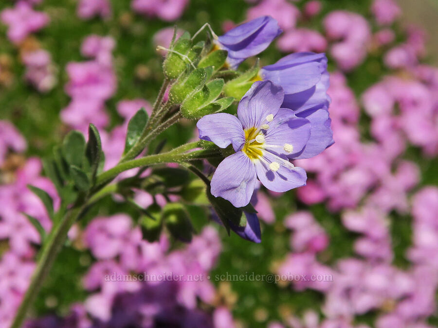 Jacob's-ladder & moss campion (Polemonium pulcherrimum ssp. pulcherrimum, Silene acaulis) [Tatie Peak, Okanogan-Wenatchee National Forest, Okanogan County, Washington]