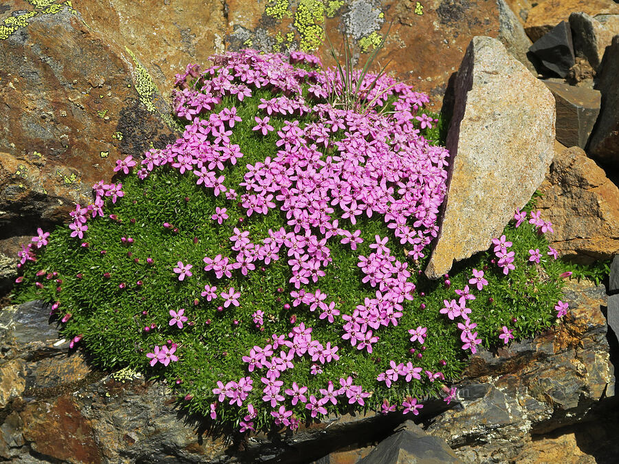 moss campion (Silene acaulis) [Tatie Peak, Okanogan-Wenatchee National Forest, Okanogan County, Washington]