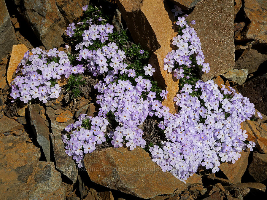 spreading phlox (Phlox diffusa) [Tatie Peak, Okanogan-Wenatchee National Forest, Okanogan County, Washington]