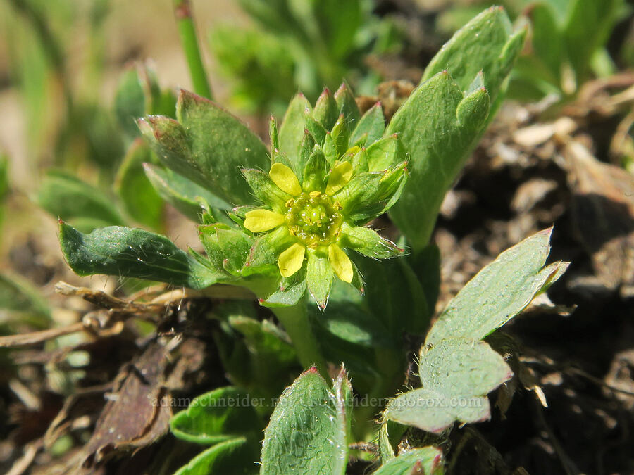 creeping sibbaldia, with 6 petals & sepals (Sibbaldia procumbens (Potentilla sibbaldii)) [Tatie Peak, Okanogan-Wenatchee National Forest, Okanogan County, Washington]