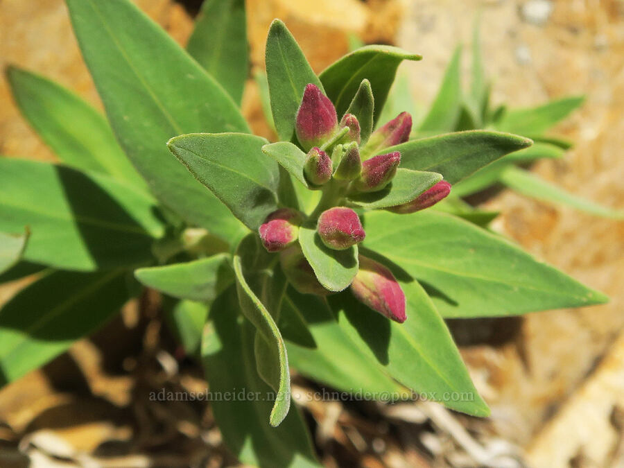 dwarf/broad-leaf fireweed, budding (Chamerion latifolium (Chamaenerion latifolium) (Epilobium latifolium)) [southwest of Tatie Peak, Okanogan-Wenatchee National Forest, Whatcom County, Washington]