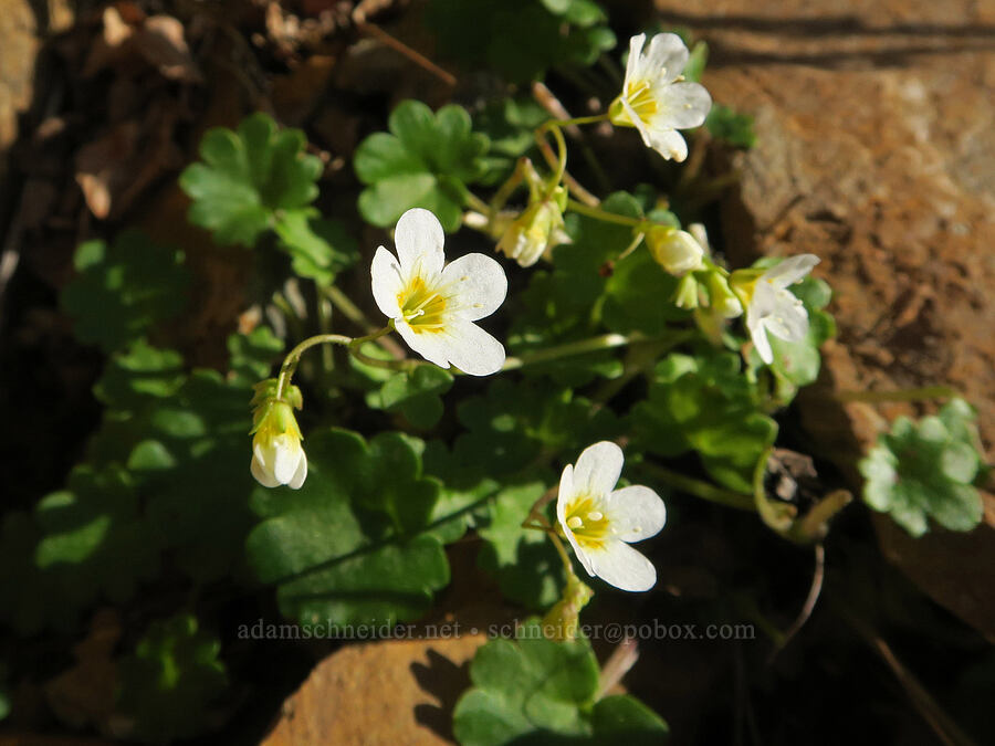 Sitka mist-maidens (Romanzoffia sitchensis) [southwest of Tatie Peak, Okanogan-Wenatchee National Forest, Whatcom County, Washington]