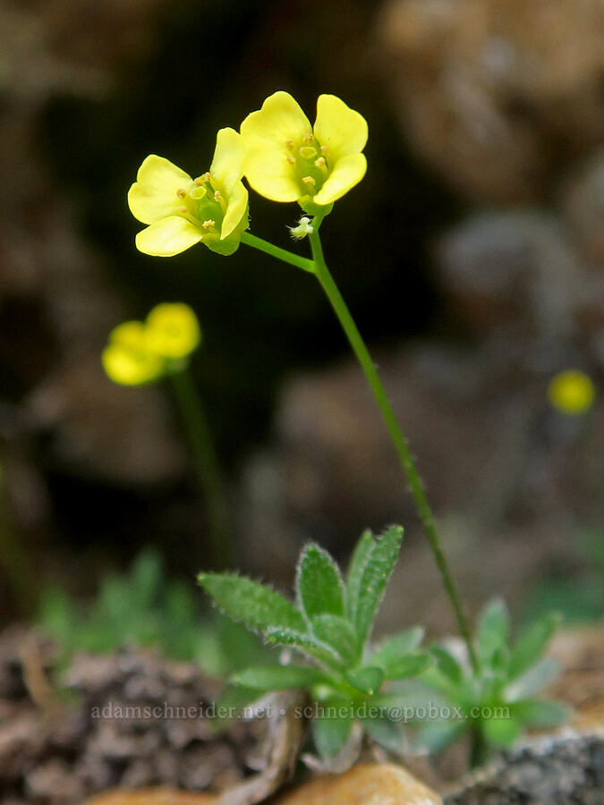 Yellowstone draba (Draba incerta) [southwest of Tatie Peak, Okanogan-Wenatchee National Forest, Whatcom County, Washington]