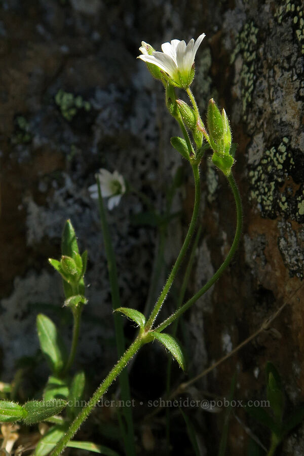 chickweed (Cerastium sp.) [southwest of Tatie Peak, Okanogan-Wenatchee National Forest, Whatcom County, Washington]