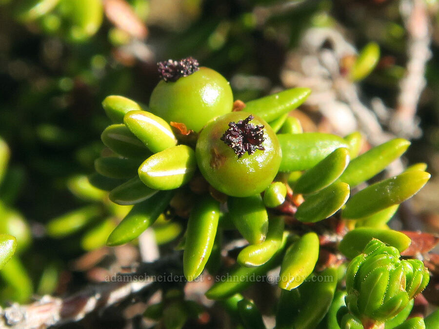 unripe crowberries (Empetrum nigrum) [southwest of Tatie Peak, Okanogan-Wenatchee National Forest, Whatcom County, Washington]