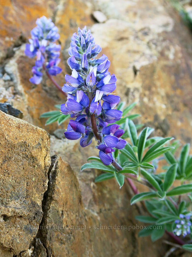 subalpine/arctic lupine (Lupinus arcticus ssp. subalpinus (Lupinus latifolius ssp. subalpinus)) [Pacific Crest Trail, Okanogan-Wenatchee National Forest, Okanogan County, Washington]