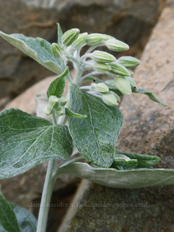 silver-back luina, budding (Luina hypoleuca) [Pacific Crest Trail, Okanogan-Wenatchee National Forest, Okanogan County, Washington]