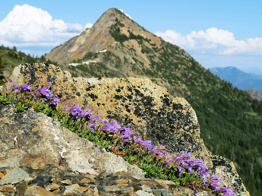 Davidson's penstemon & Cone Mountain (Penstemon davidsonii var. davidsonii) [Pacific Crest Trail, Okanogan-Wenatchee National Forest, Okanogan County, Washington]