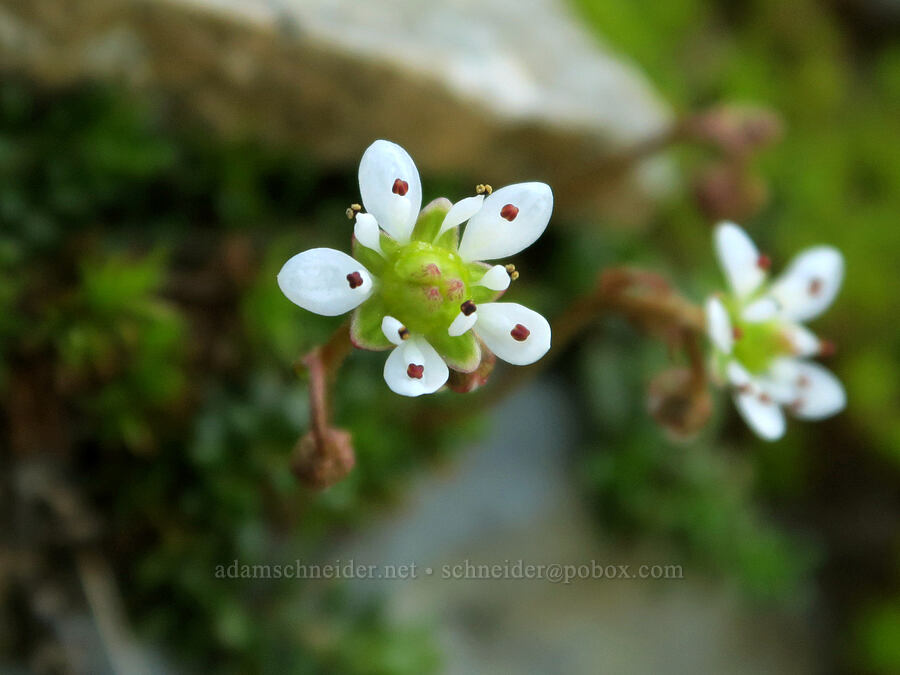 Tolmie's saxifrage (Micranthes tolmiei (Saxifraga tolmiei)) [Pacific Crest Trail, Okanogan-Wenatchee National Forest, Whatcom County, Washington]