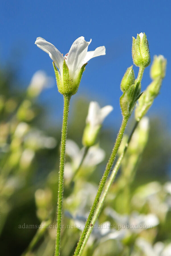 slender mountain sandwort (Eremogone capillaris (Arenaria capillaris)) [Pacific Crest Trail, Okanogan-Wenatchee National Forest, Okanogan County, Washington]