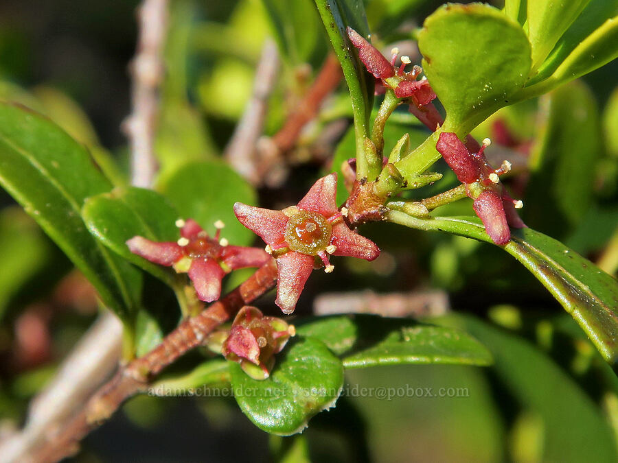 Oregon box-leaf (Paxistima myrsinites) [Pacific Crest Trail, Okanogan-Wenatchee National Forest, Okanogan County, Washington]