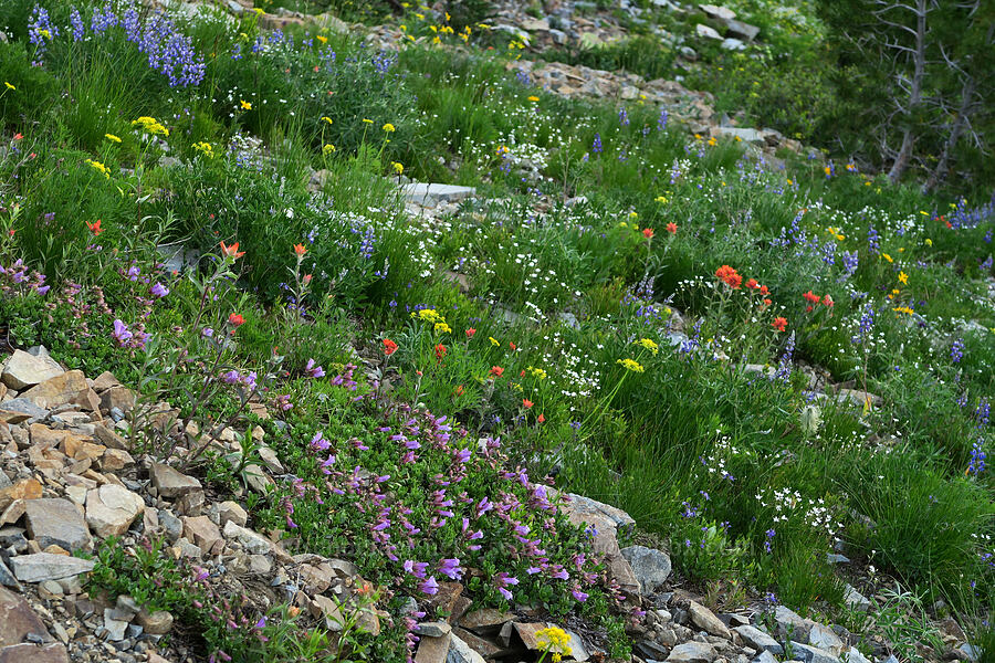 wildflowers (Penstemon davidsonii, Castilleja elmeri, Lomatium brandegeei (Cynomarathrum brandegeei), Eremogone capillaris (Arenaria capillaris), Veronica cusickii, Lupinus sp., Arnica sp.) [Pacific Crest Trail, Okanogan-Wenatchee National Forest, Okanogan County, Washington]