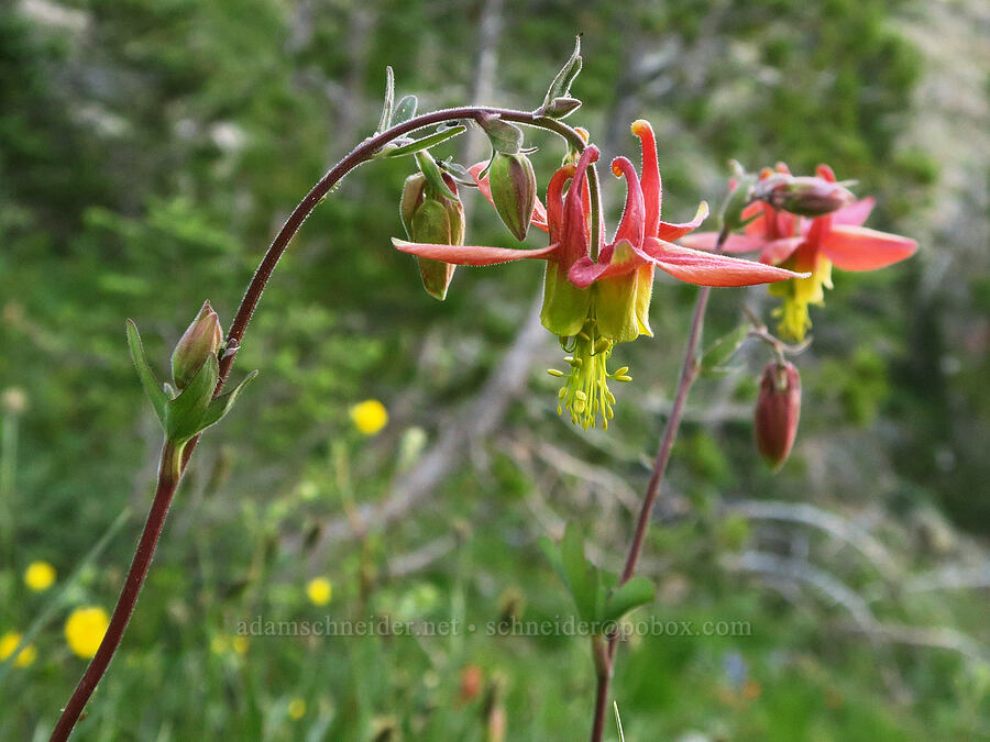 western columbine (Aquilegia formosa) [Pacific Crest Trail, Okanogan-Wenatchee National Forest, Okanogan County, Washington]