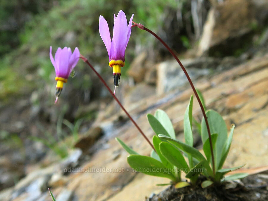 few-flowered shooting star (Dodecatheon pulchellum var. pulchellum (Primula pauciflora var. pauciflora)) [Pacific Crest Trail, Okanogan-Wenatchee National Forest, Okanogan County, Washington]
