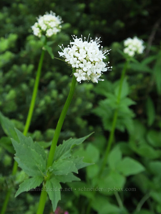 Sitka valerian (Valeriana sitchensis) [Pacific Crest Trail, Okanogan-Wenatchee National Forest, Okanogan County, Washington]
