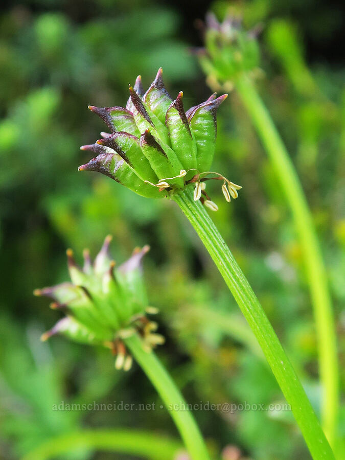 white globe-flower, going to seed (Trollius albiflorus (Trollius laxus ssp. albiflorus)) [Pacific Crest Trail, Okanogan-Wenatchee National Forest, Okanogan County, Washington]