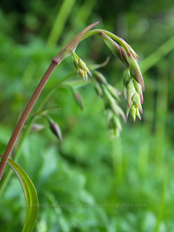 bronze-bells, budding (Anticlea occidentalis (Stenanthium occidentale)) [Pacific Crest Trail, Okanogan-Wenatchee National Forest, Okanogan County, Washington]