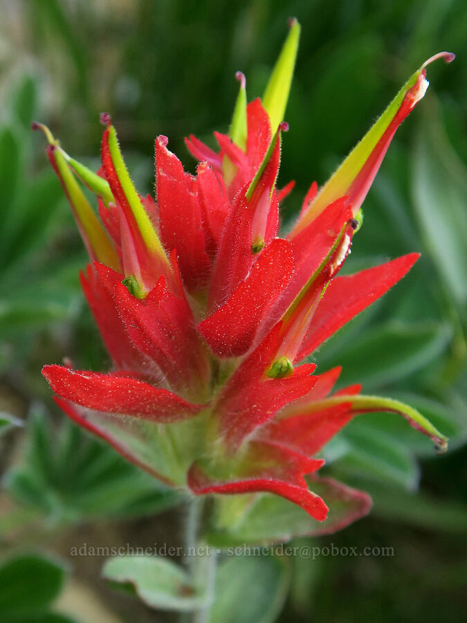 Wenatchee/Elmer's paintbrush (Castilleja elmeri) [Pacific Crest Trail, Okanogan-Wenatchee National Forest, Okanogan County, Washington]